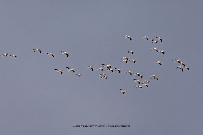 American White Pelican - Pelecanus erythrorhyncos