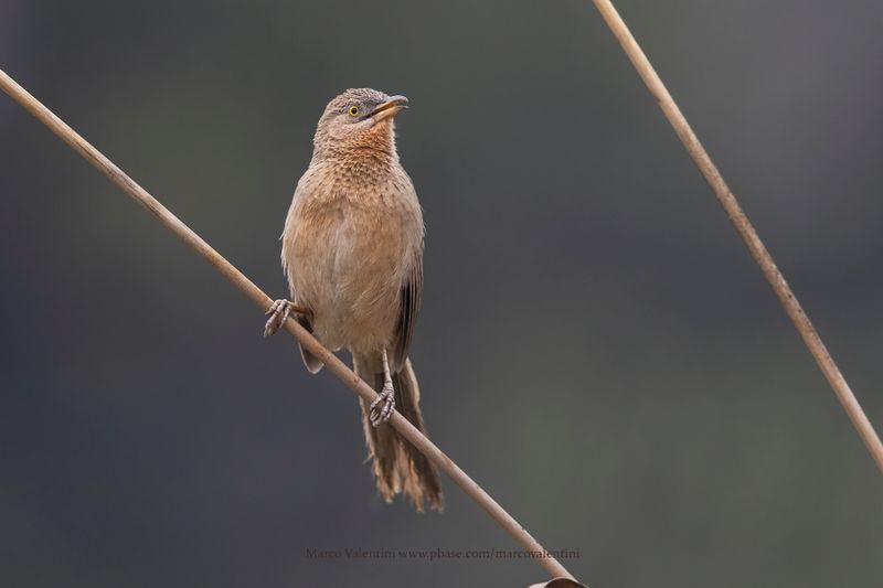 Striated babbler - Argya earlei