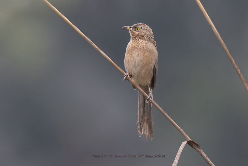 Striated babbler - Argya earlei