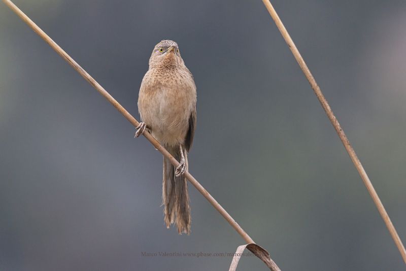 Striated babbler - Argya earlei