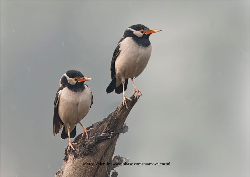 Indian Pied Starling - Gracupica contra