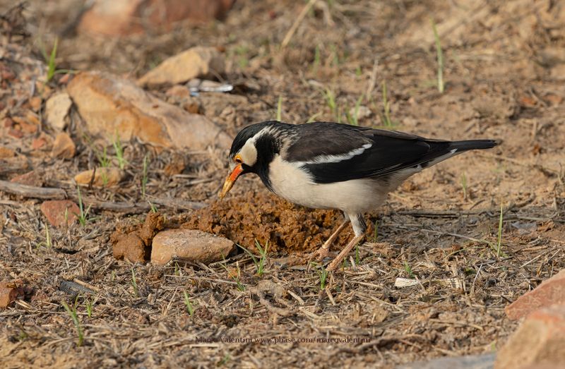 Indian Pied Starling - Gracupica contra