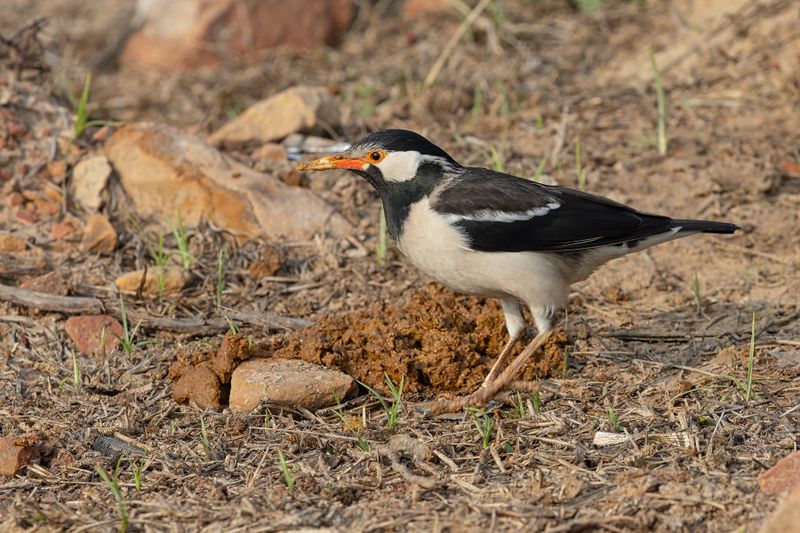 Indian Pied Starling - Gracupica contra