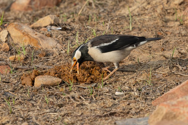 Indian Pied Starling - Gracupica contra