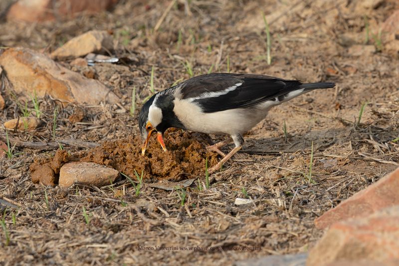 Indian Pied Starling - Gracupica contra