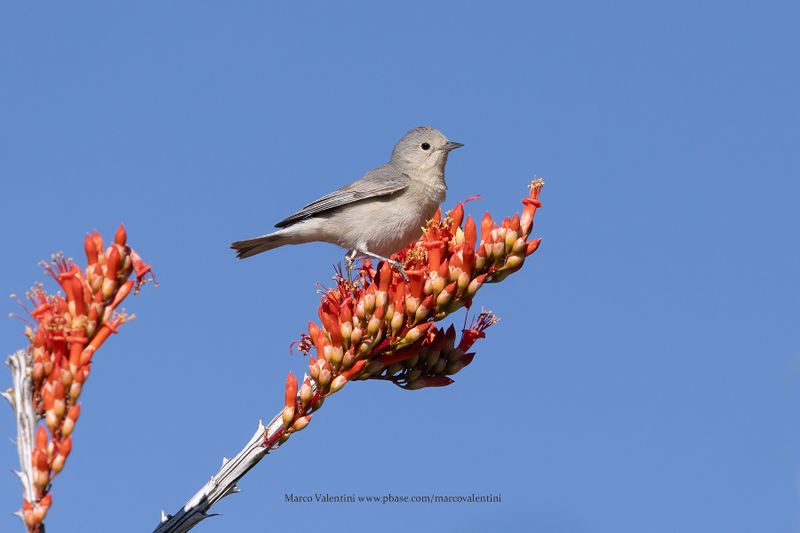 Lucy's Warbler - Leiothlypis luciae
