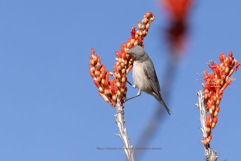 Lucy's Warbler - Leiothlypis luciae