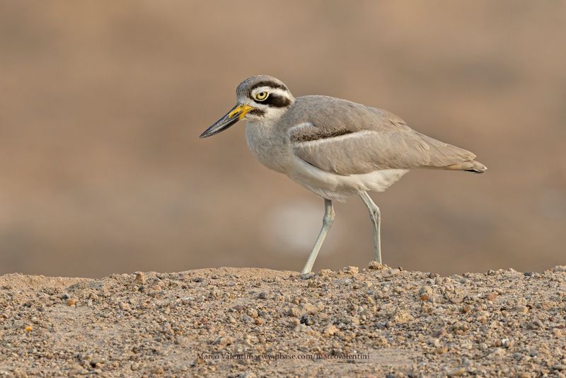 Great Thick-knee - Esacus recurvirostris
