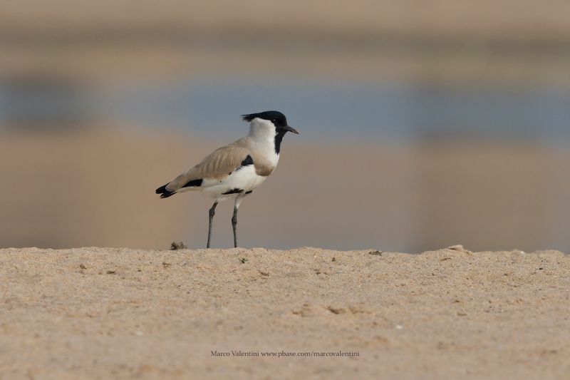 River Lapwing - Vanellus duvacelii