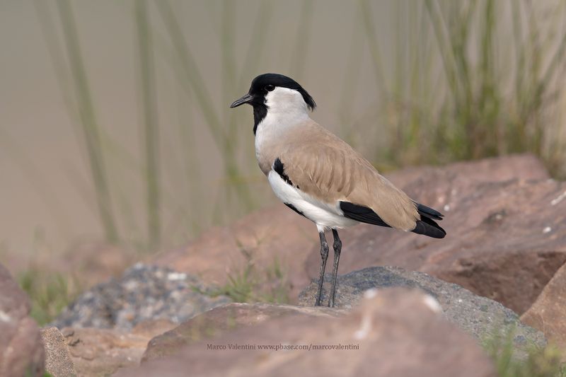River Lapwing - Vanellus duvacelii