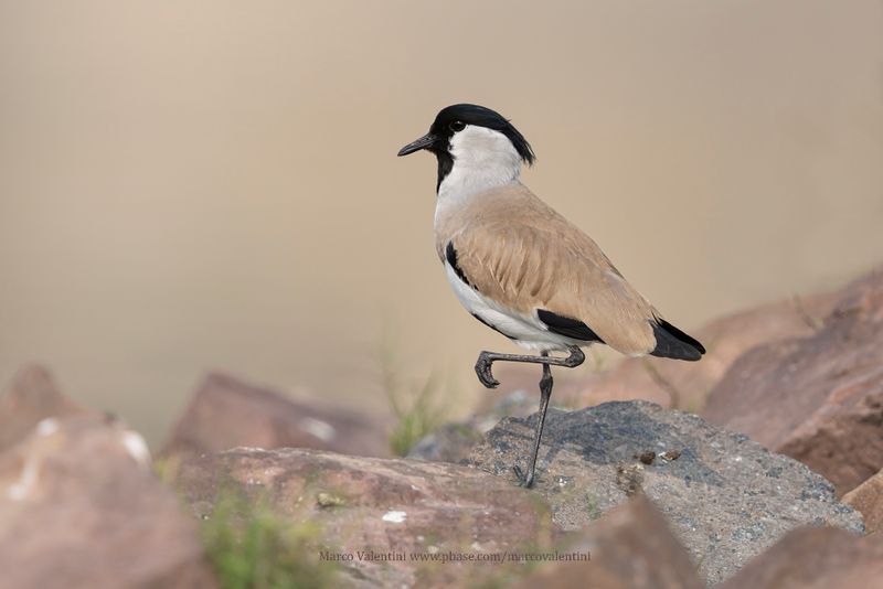 River Lapwing - Vanellus duvacelii