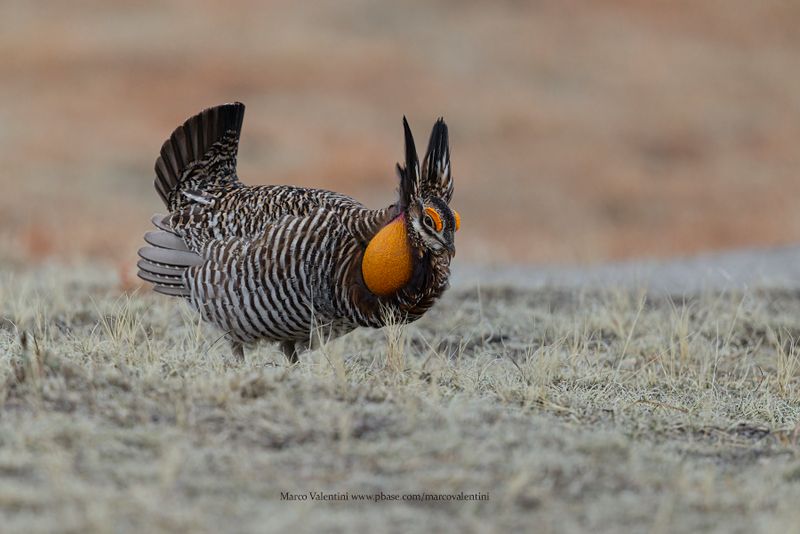 Greater Prairie Chicken - Tympanuchus cupido