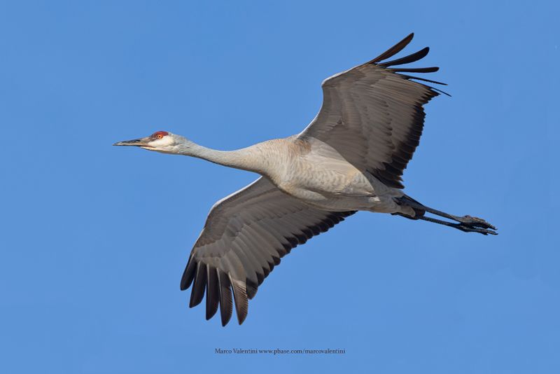 Sandhill crane - Antigone canadensis