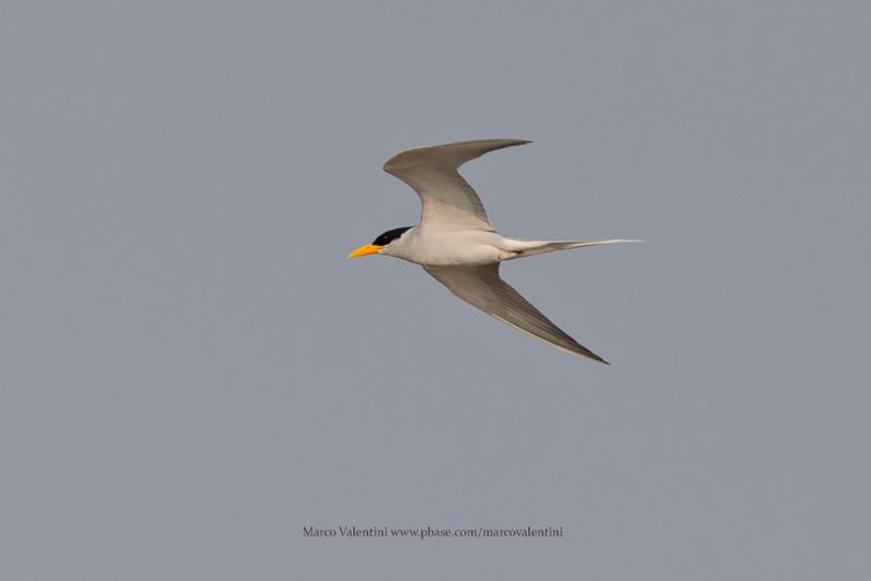 River Tern - Sterna aurantia