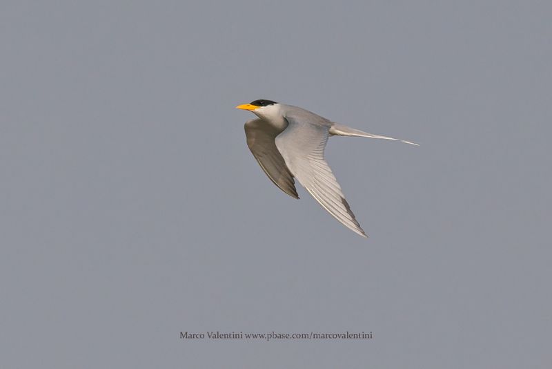 River Tern - Sterna aurantia