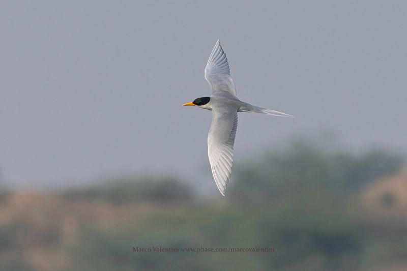 River Tern - Sterna aurantia