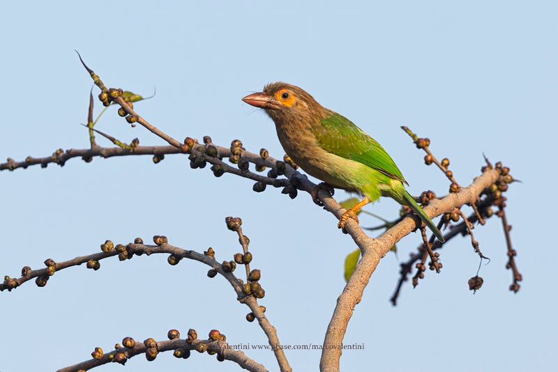 Brown-headed barbet - Megalaima zeylanica