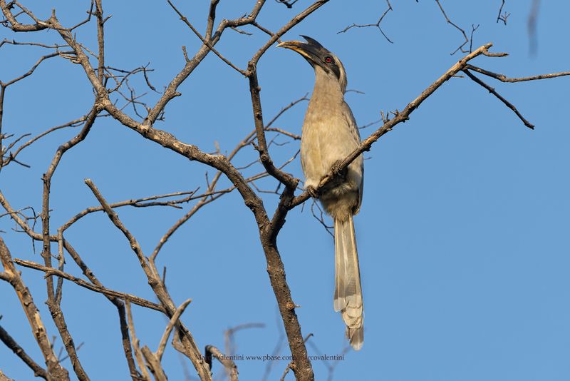 Indian Grey Hornbill - Ocyceros birostris