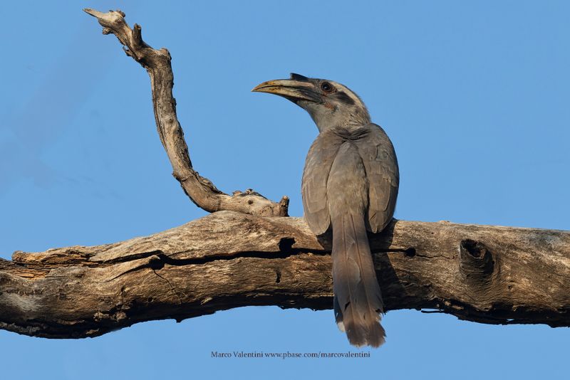 Indian Grey Hornbill - Ocyceros birostris