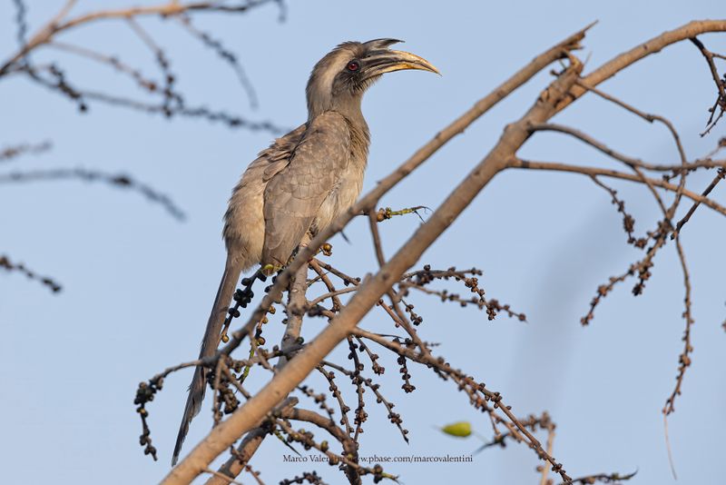 Indian Grey Hornbill - Ocyceros birostris