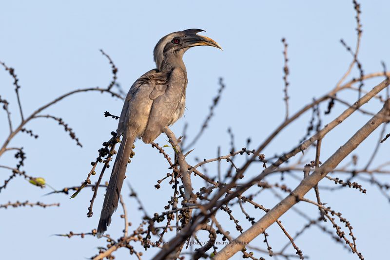 Indian Grey Hornbill - Ocyceros birostris