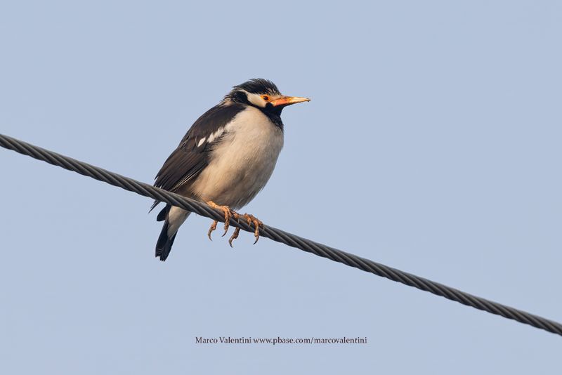 Indian Pied Starling - Gracupica contra