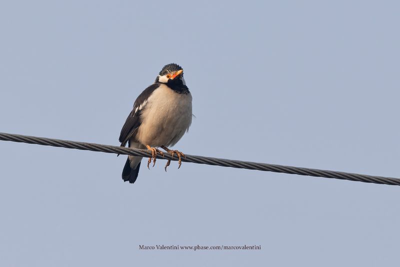 Indian Pied Starling - Gracupica contra