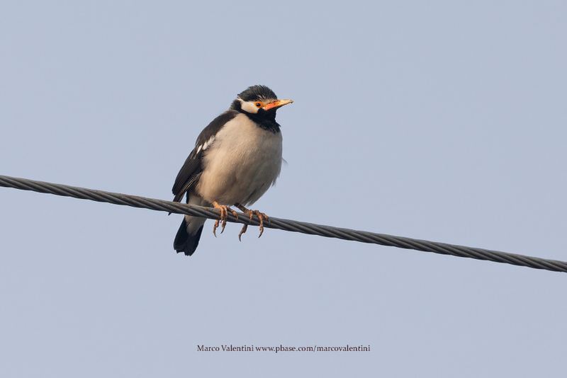 Indian Pied Starling - Gracupica contra