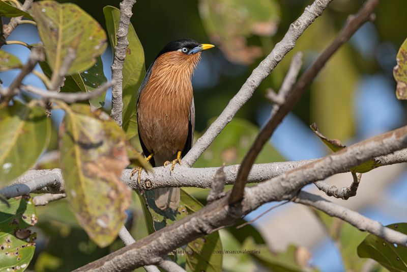 Brahimny starling - Sturnus pagodarum