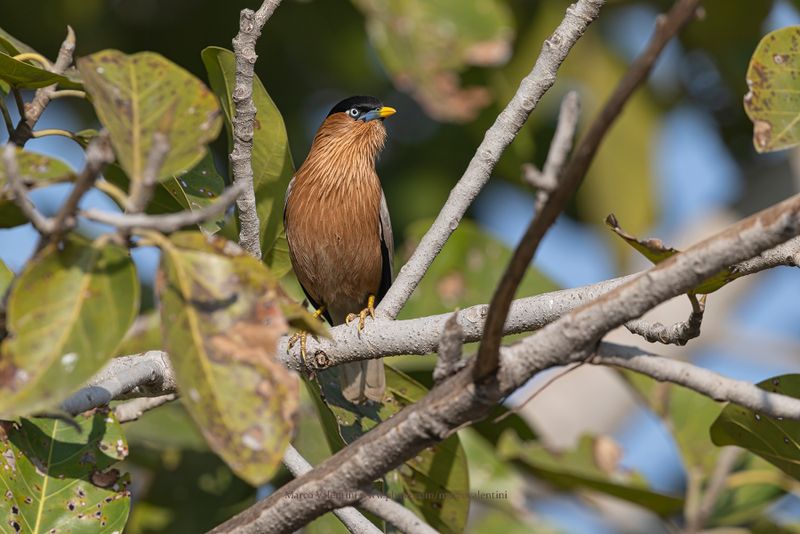 Brahimny starling - Sturnus pagodarum