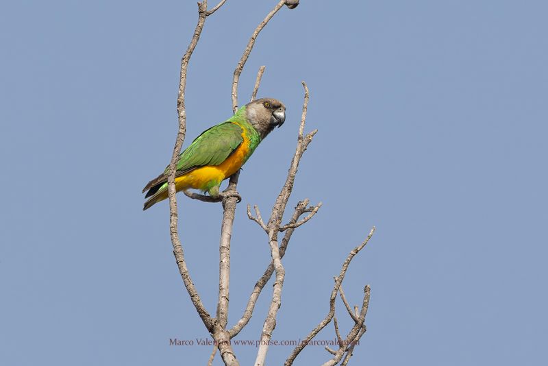 Senegal Parrot - Poicephalus senegalus