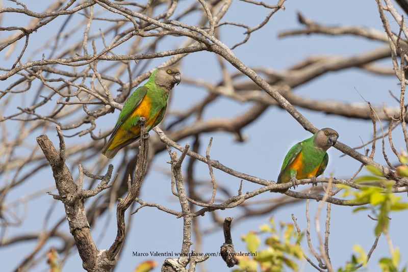 Senegal Parrot - Poicephalus senegalus
