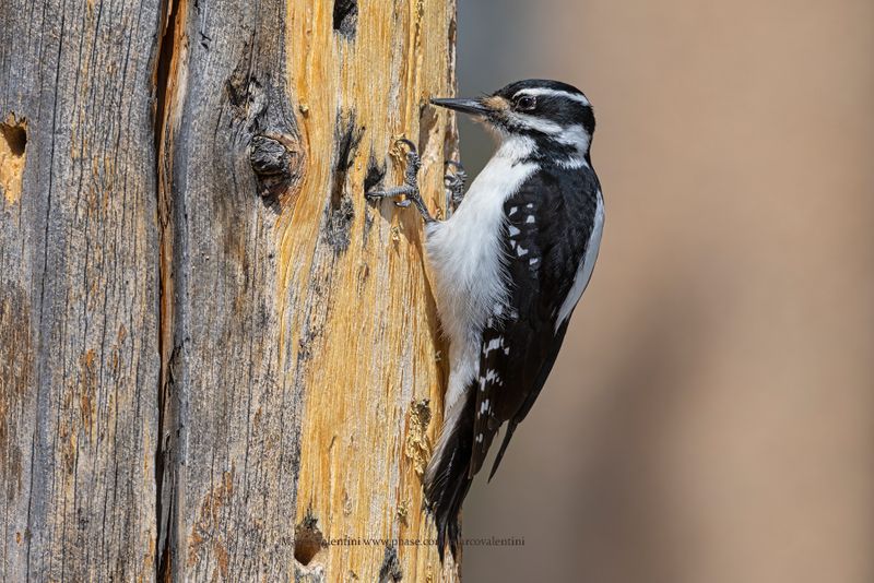 Hairy Woodpecker - Dryobates villosus