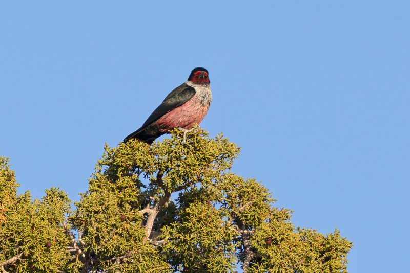 Lewis's Woodpecker - Melanerpes lewis
