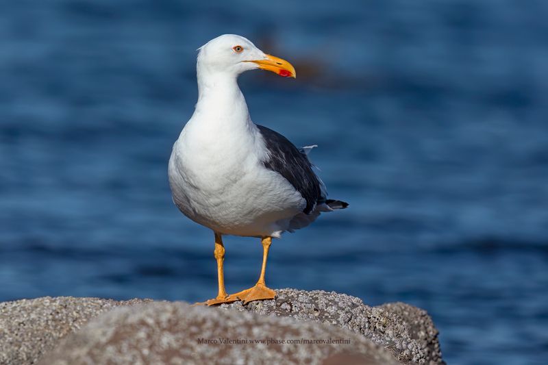 Yellow-footed Gull - Larus livens