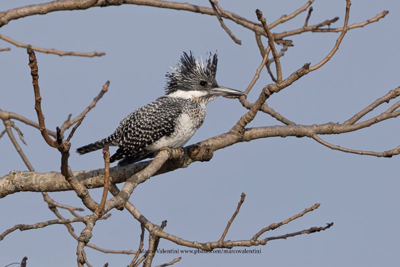 Crested Kingfisher - Megaceryle lugubris