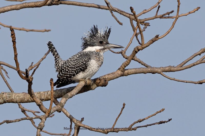 Crested Kingfisher - Megaceryle lugubris