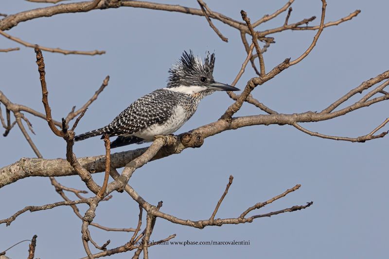 Crested Kingfisher - Megaceryle lugubris