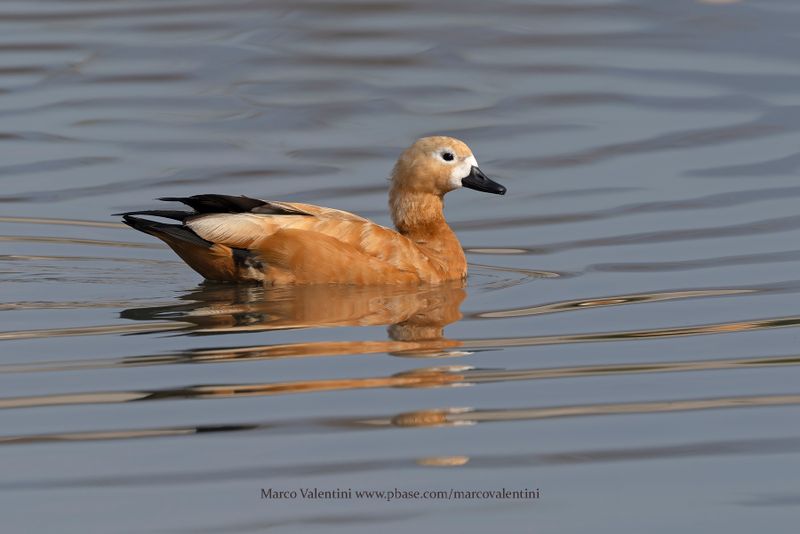 Ruddy Shelduck - Tadorna ferruginea