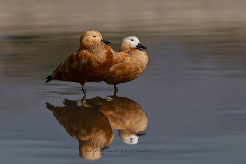 Ruddy Shelduck - Tadorna ferruginea
