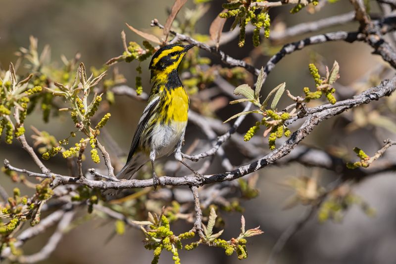 Townsend Warbler - Setophaga townsendi