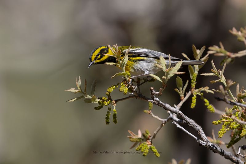 Townsend Warbler - Setophaga townsendi