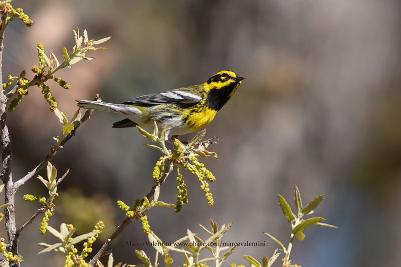Townsend Warbler - Setophaga townsendi