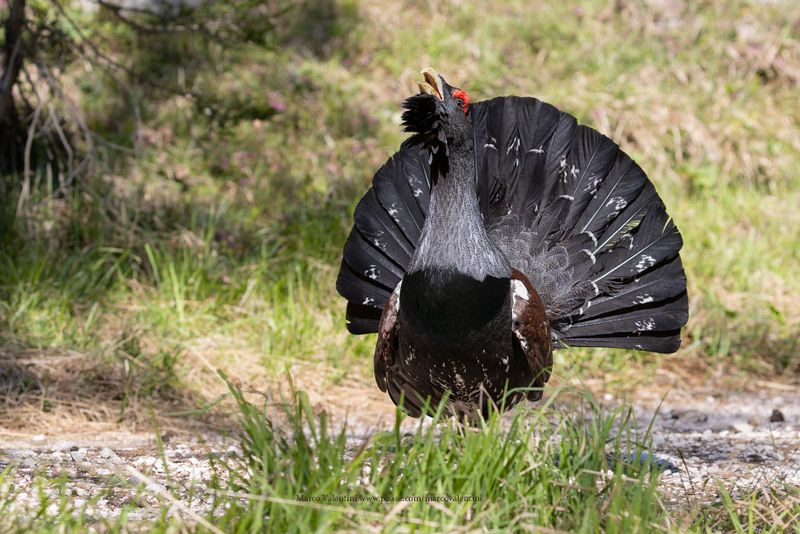 Western Capercaillie - Tetrao urogallus