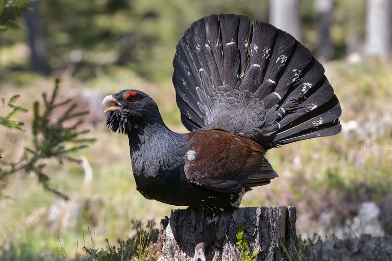 Western Capercaillie - Tetrao urogallus