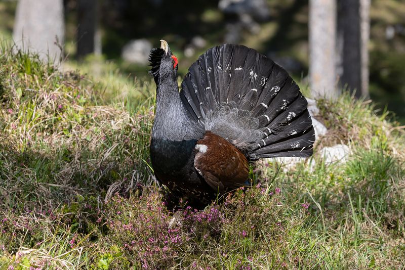 Western Capercaillie - Tetrao urogallus