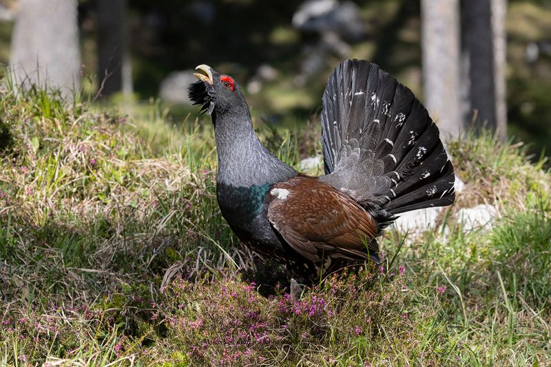 Western Capercaillie - Tetrao urogallus