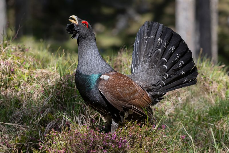 Western Capercaillie - Tetrao urogallus
