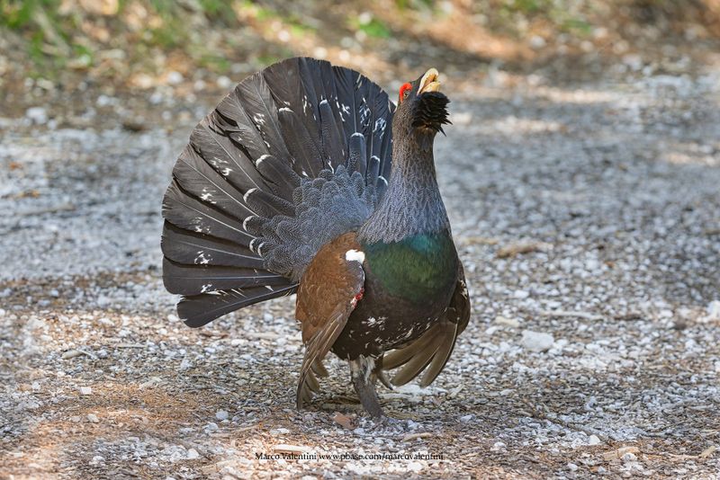 Western Capercaillie - Tetrao urogallus