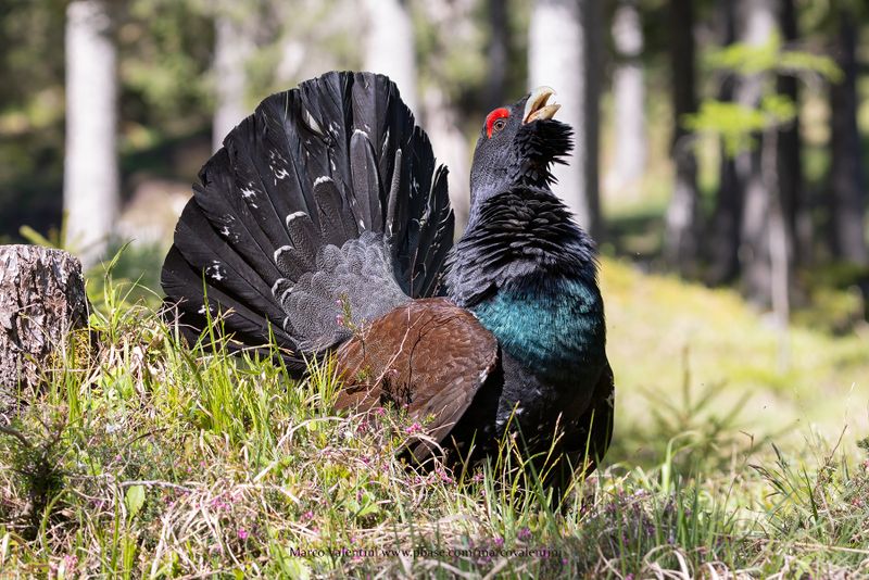 Western Capercaillie - Tetrao urogallus